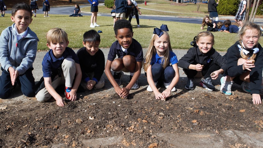 Planting daffodils